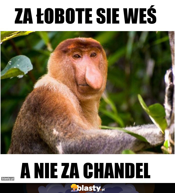 Za łobote sie weś