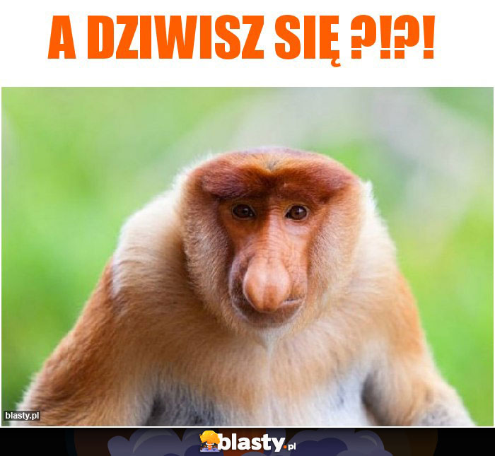 A dziwisz się ?!?!