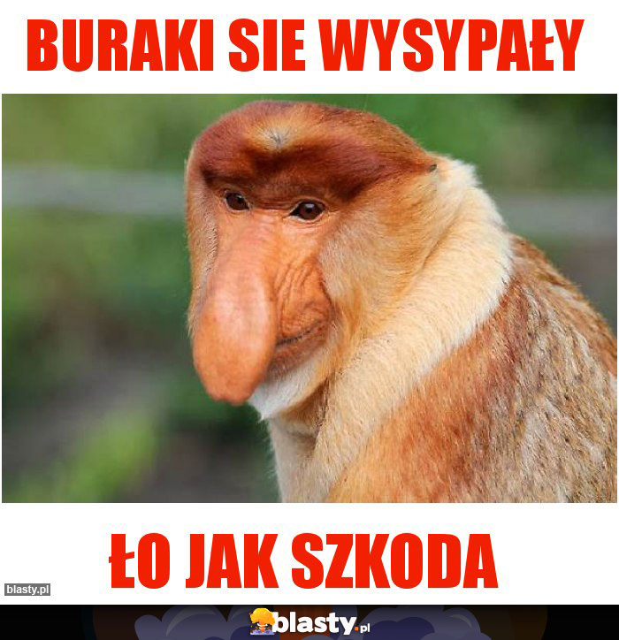 BURAKI SIE WYSYPAŁY