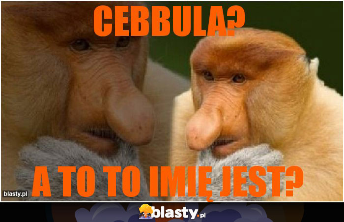 CEBBULA?