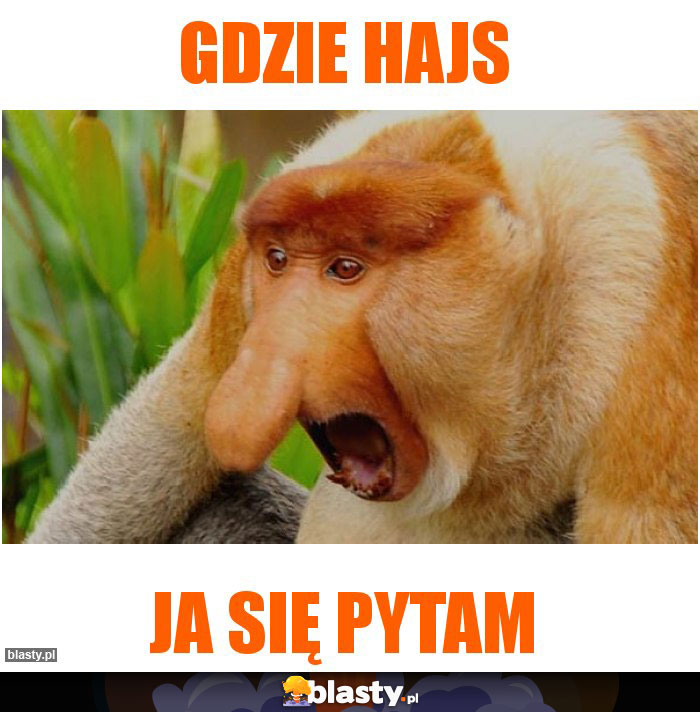 Gdzie hajs