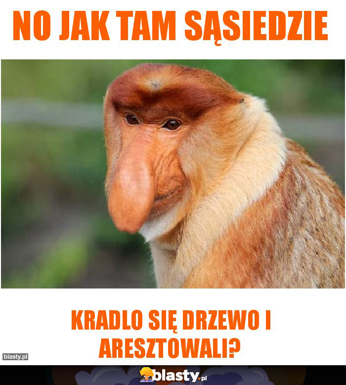 No jak tam sąsiedzie