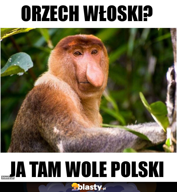 Orzech włoski?