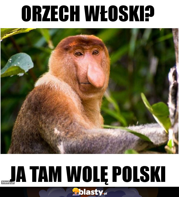 Orzech włoski?