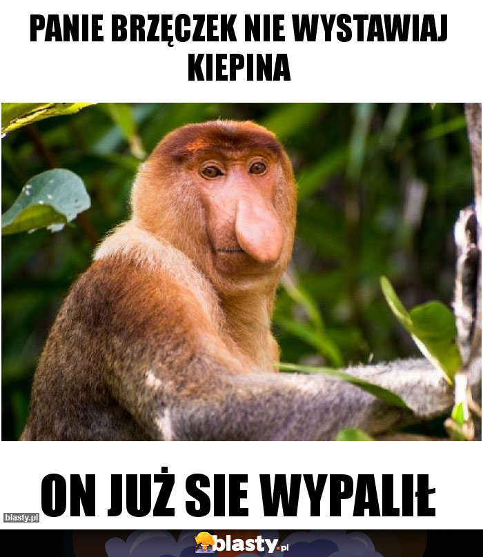 panie brzęczek nie wystawiaj kiepina