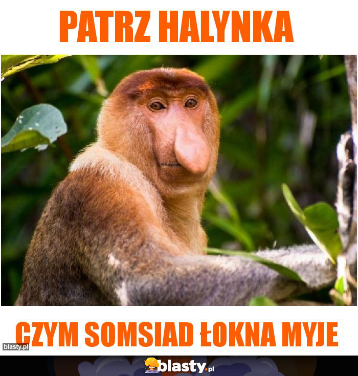patrz halynka