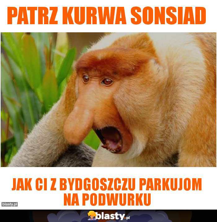 Patrz kurwa sonsiad