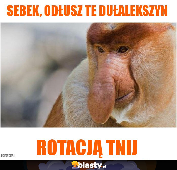 Sebek, odłusz te dułalekszyn