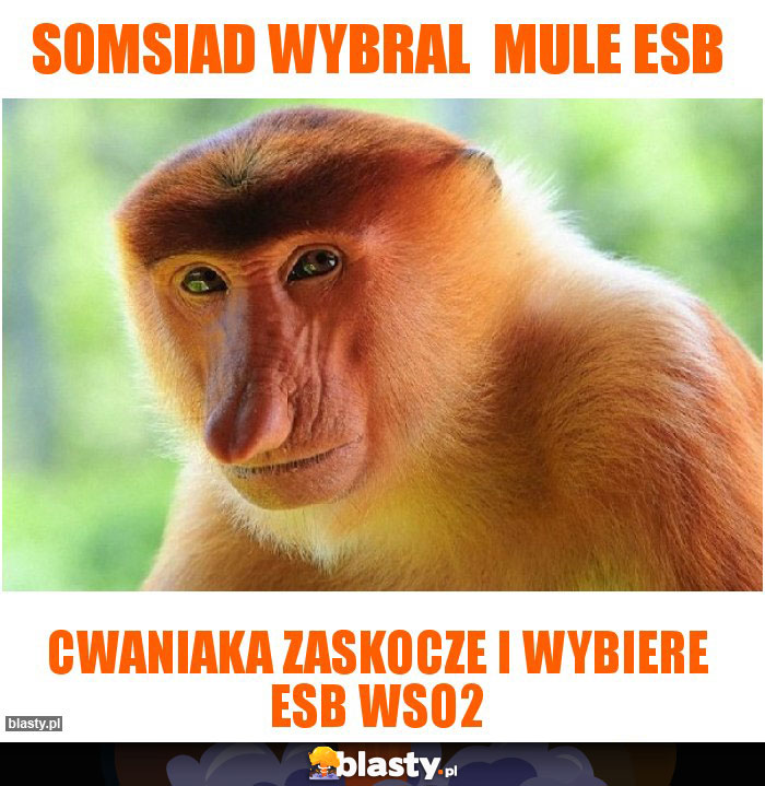 Somsiad wybral  mule esb