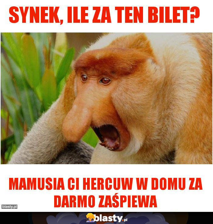 SYNEK, ILE ZA TEN BILET?