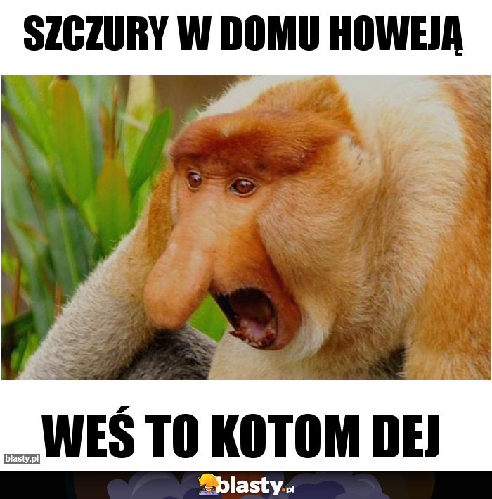 Szczury w domu howeją