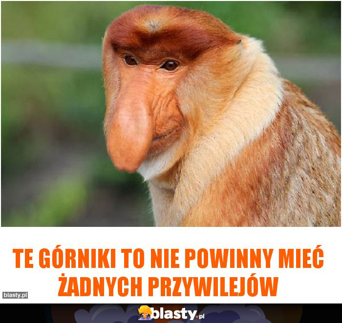 Te górniki to nie powinny mieć żadnych przywilejów