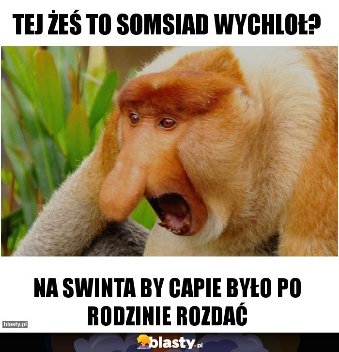 Tej żeś to somsiad wychloł?