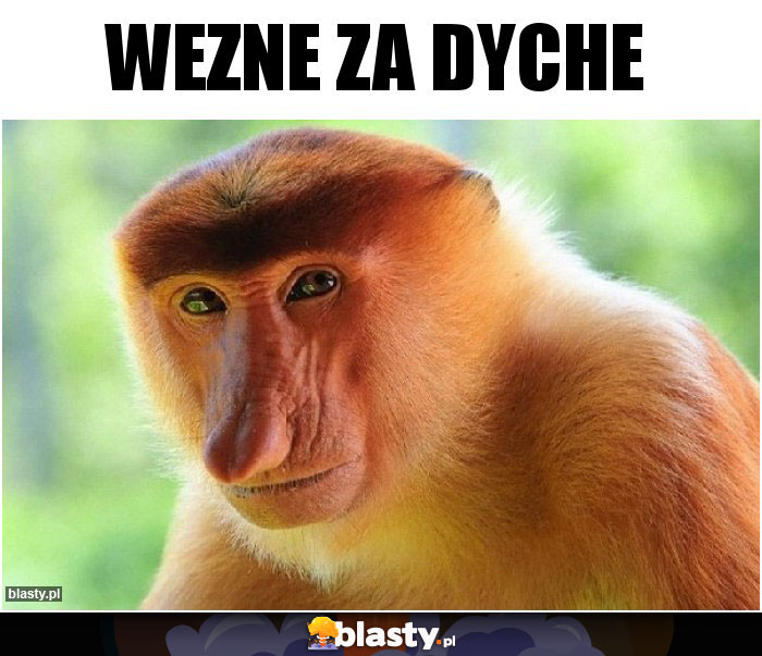wezne za dyche