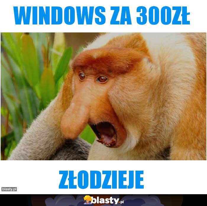 WINDOWS za 300zł