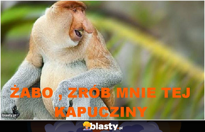 żabo , zrób mnie tej kapucziny