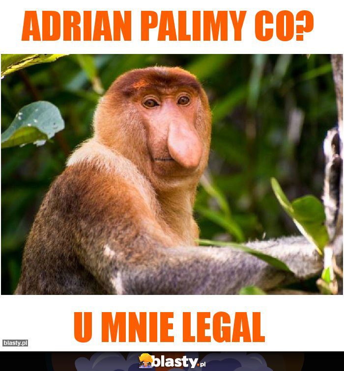 Adrian palimy co?
