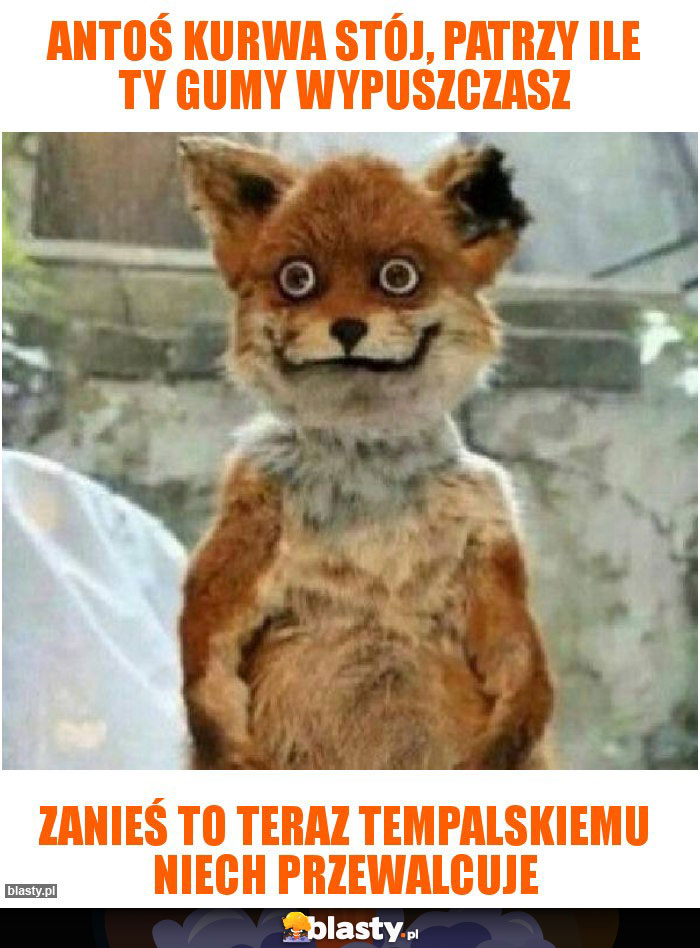 Antoś kurwa stój, patrzy ile Ty gumy wypuszczasz