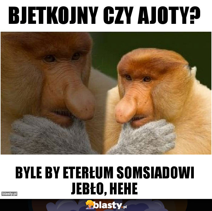 Bjetkojny czy ajoty?