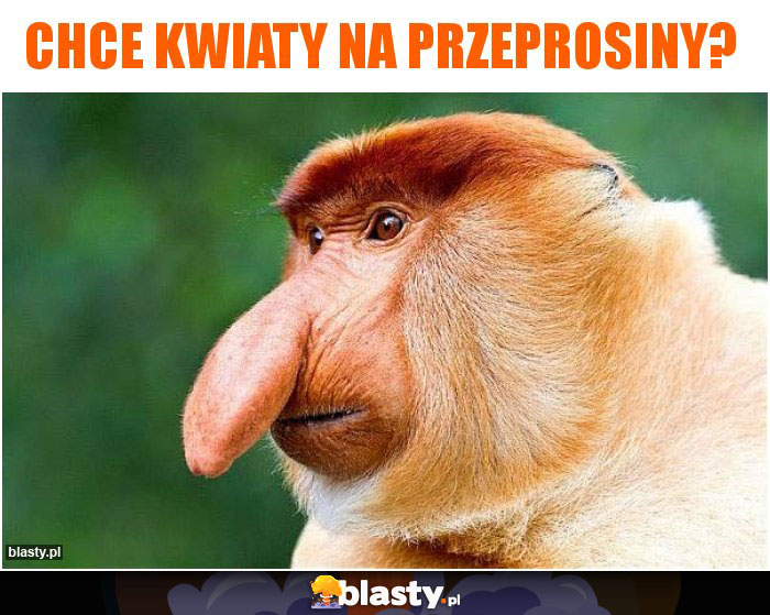 Chce kwiaty na przeprosiny?