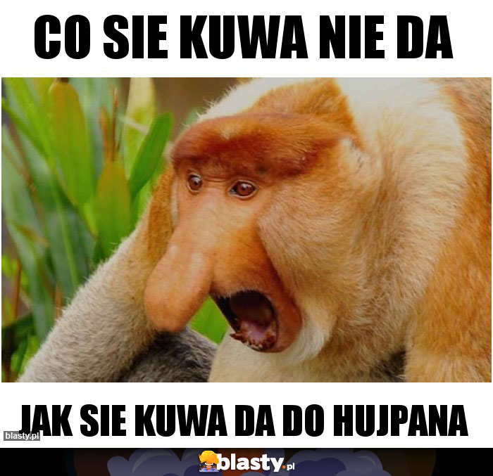 CO SIE KUWA NIE DA