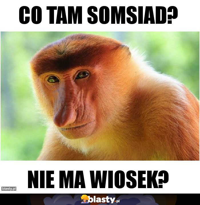 Co tam somsiad?
