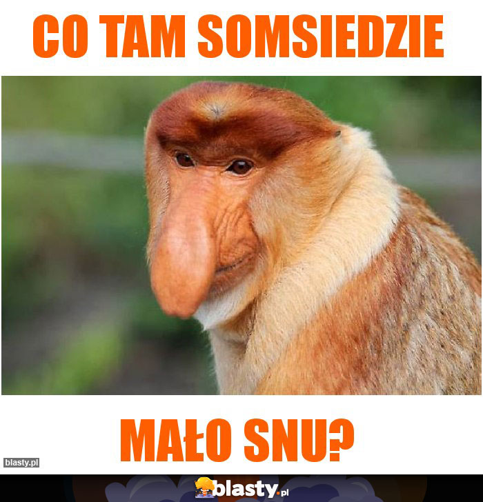 Co tam somsiedzie