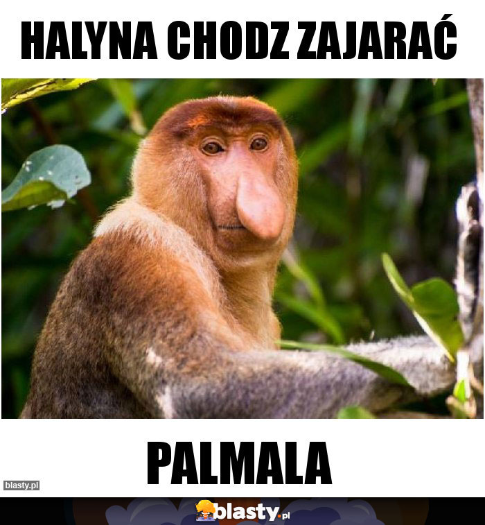 Halyna chodz zajarać