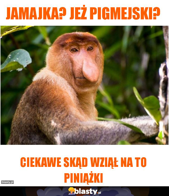 Jamajka? Jeż pigmejski?