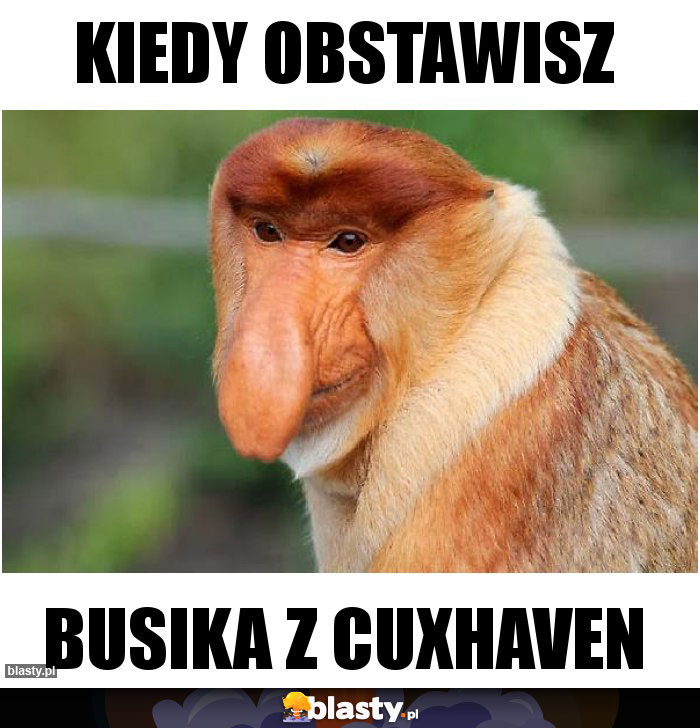 kiedy obstawisz