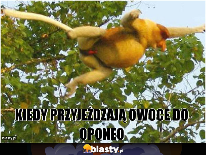 kiedy przyjeżdzają owoce do oponeo