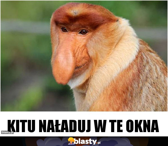 Kitu naładuj w te okna