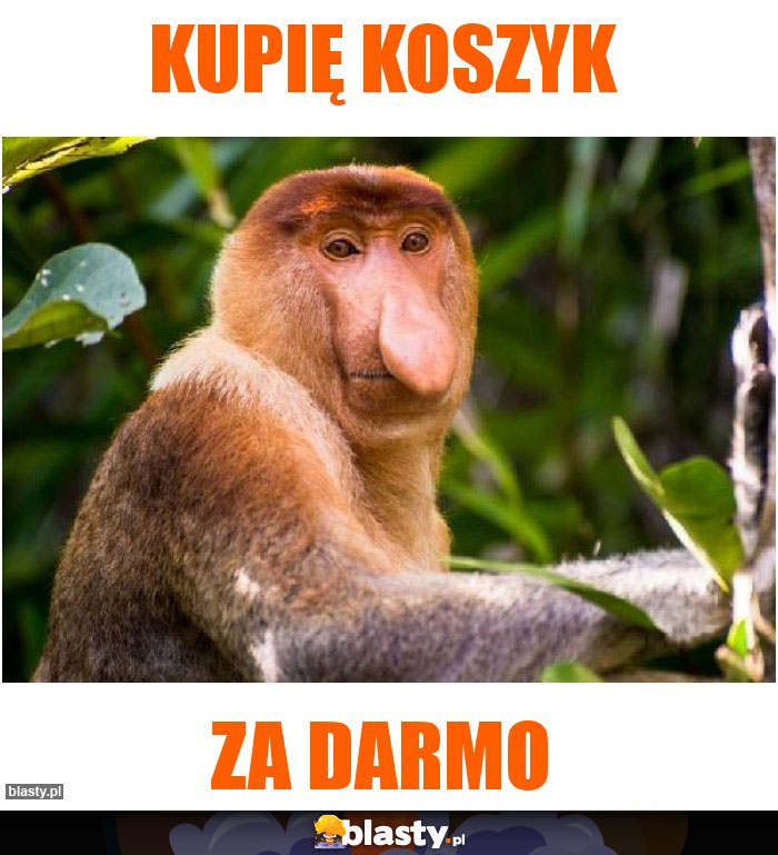 Kupię koszyk