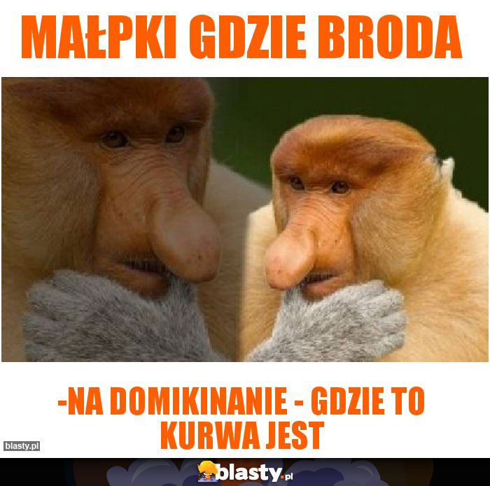 Małpki gdzie broda