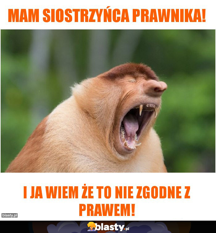 Mam siostrzyńca prawnika!