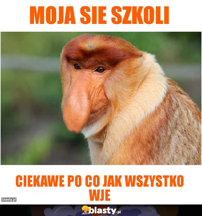 Moja sie szkoli