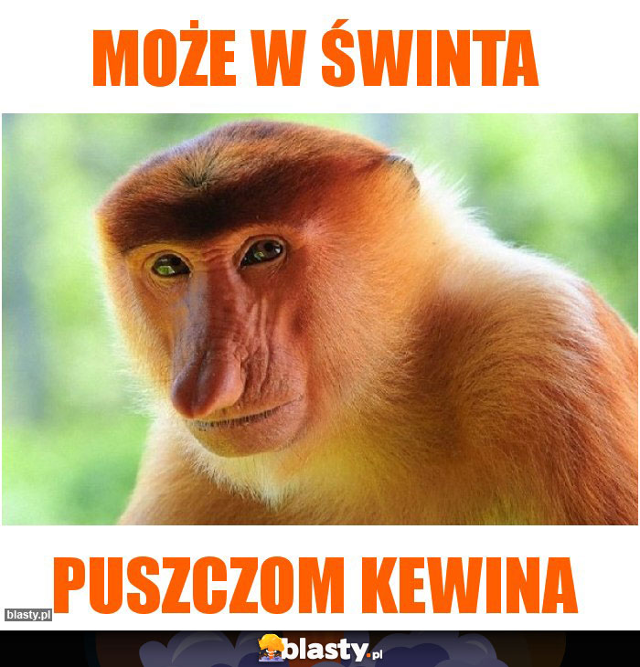 Może w świnta