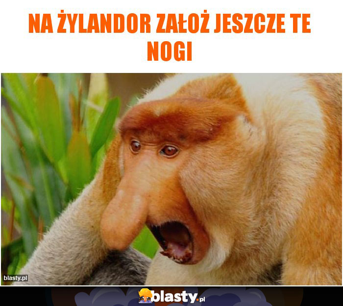 Na żylandor założ jeszcze te nogi