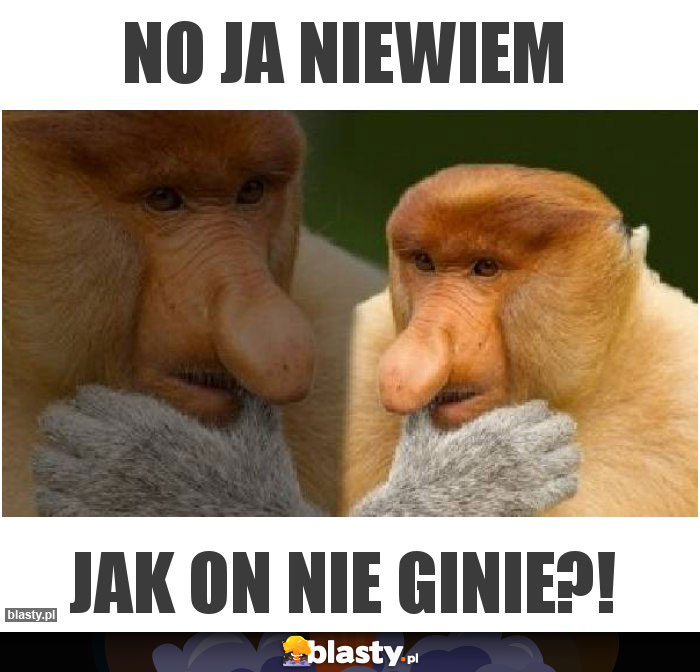 No ja niewiem