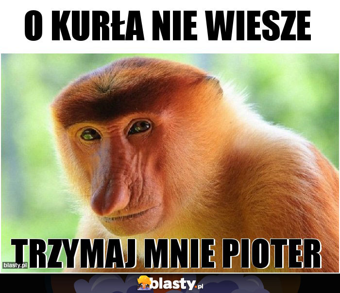 O kurła nie wiesze