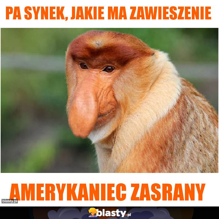 Pa synek, jakie ma zawieszenie