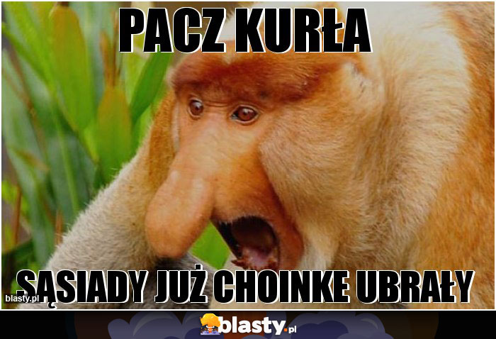 Pacz kurła