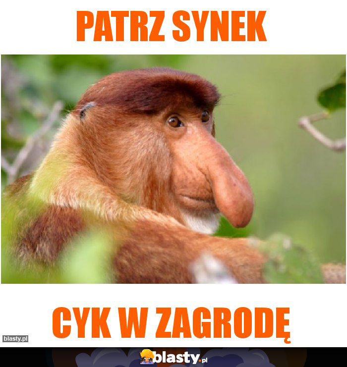 Patrz Synek