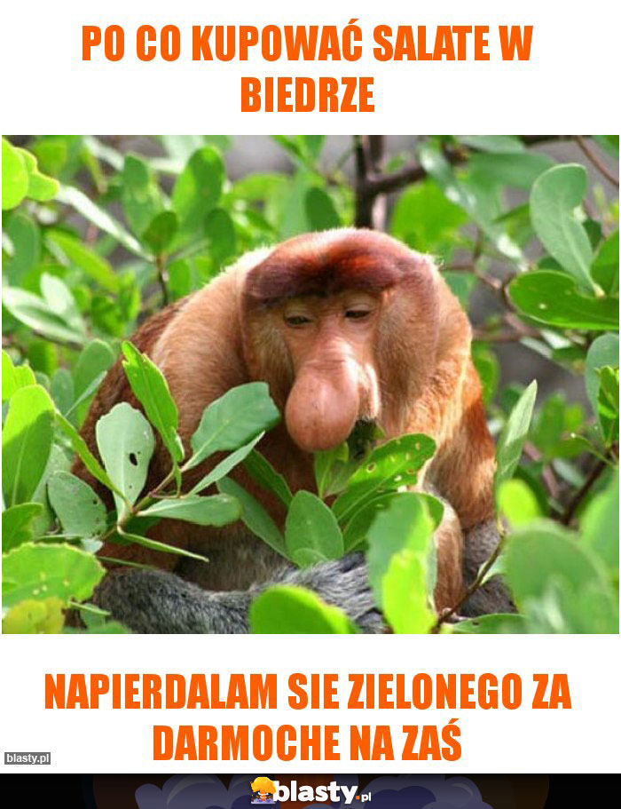 Po co kupować salate w biedrze