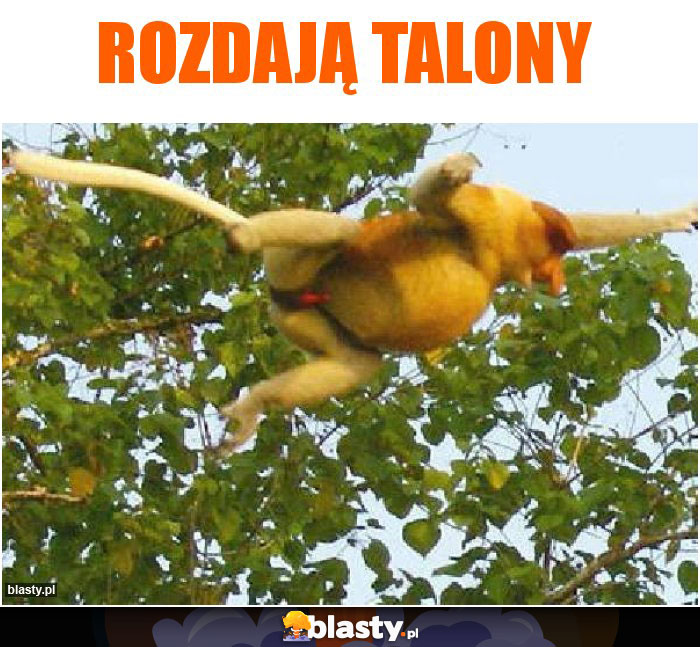 Rozdają talony