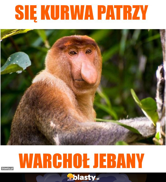 Się kurwa patrzy