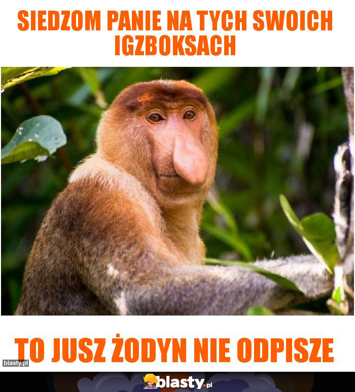 Siedzom panie na tych swoich Igzboksach