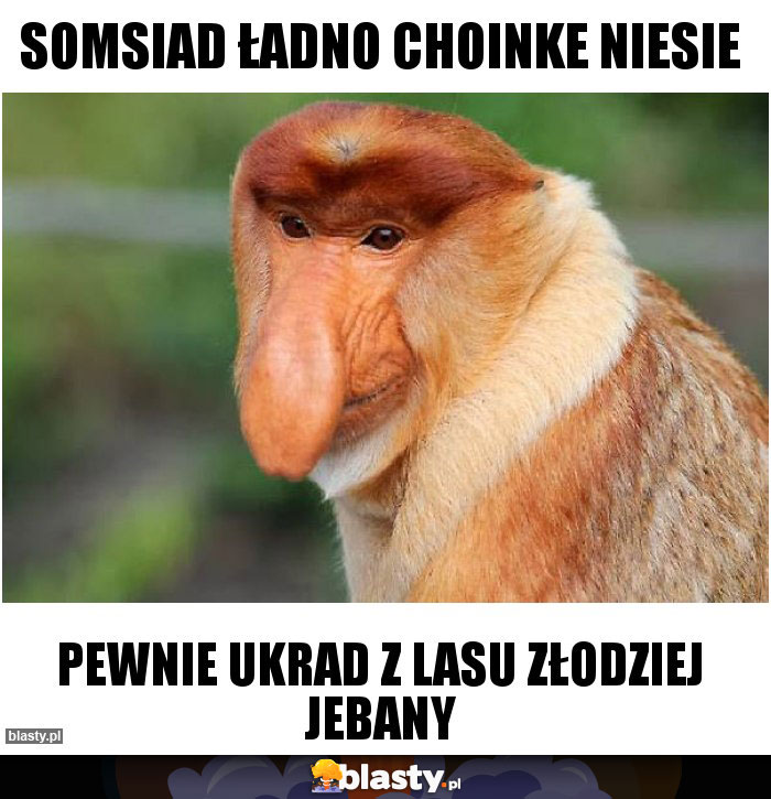 Somsiad ładno choinke niesie