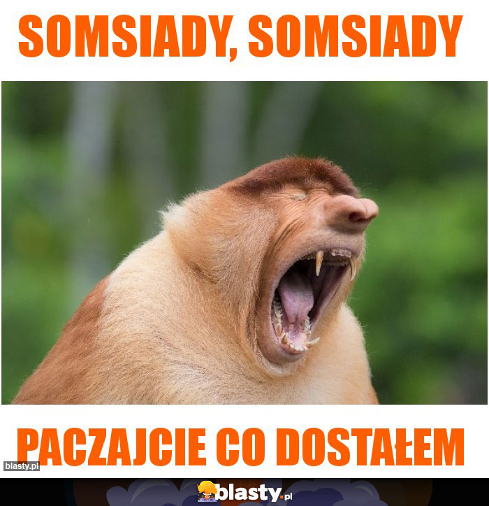 somsiady, somsiady
