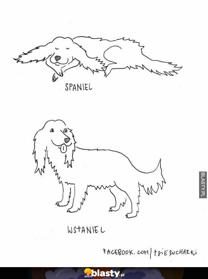 Spaniel vs wstaniel